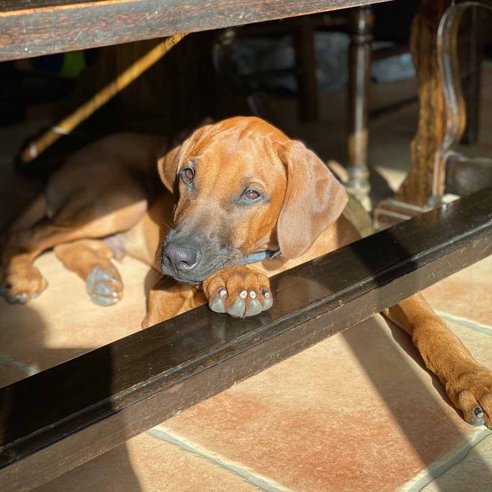 Meet your Posher, Nahrain